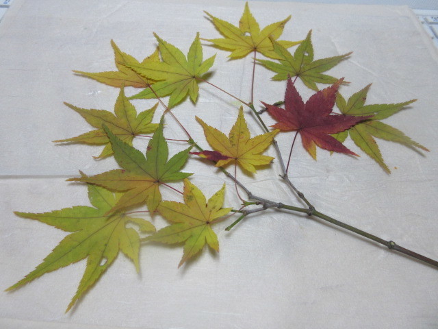 紅葉 もみじ のまにまに 庭のツリー おしばな日和 小林美代子の冒険